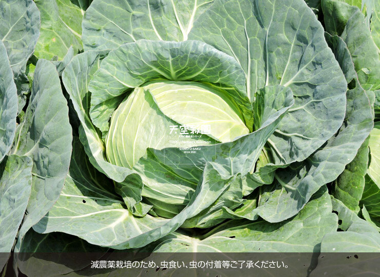 01SEICBCK15-01
