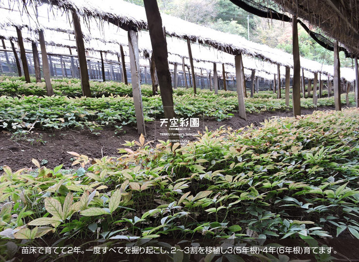 01SEIOKN2F5-01