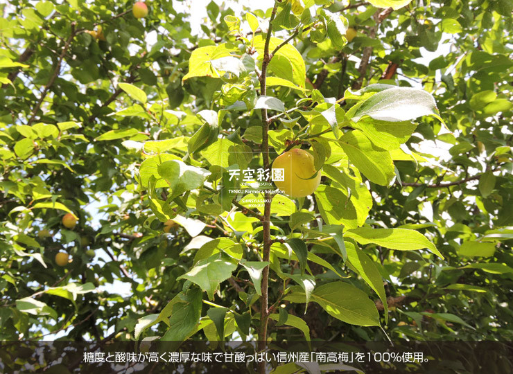 02KAPNKUBJ-01
