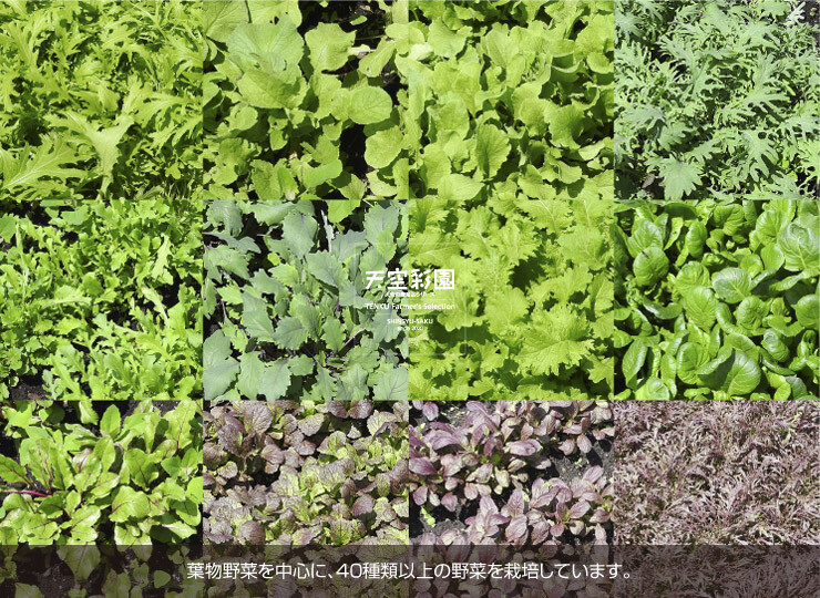 03SETKKNYLS-01
