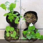 山野草セット 山野草 13ポットセット ミニ 苗 おまかせ 和風 盆栽 寄せ植え