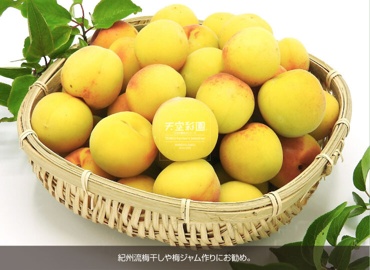 01SEIUMNK3P-01
