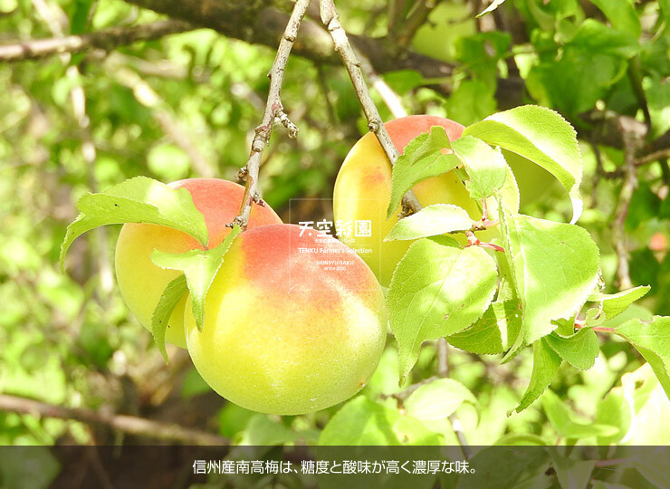 01SEIUMNK5P-01