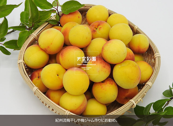 01SEIUMNK5P-01
