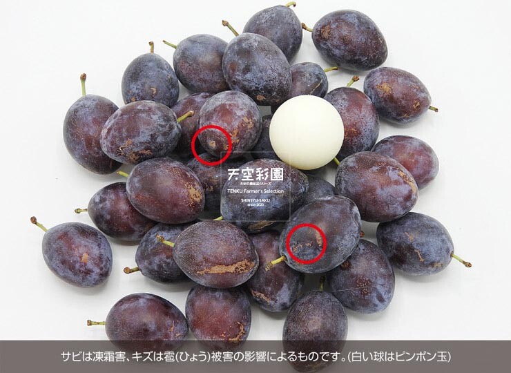 01SEIPRSPS5-01