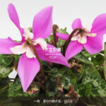 シクラメン【7号】1鉢 | 天空彩園