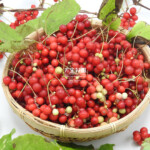 ☆韓国産☆ 五味子の実　600g 01SEINUTGMS20-01-150x150.jpg