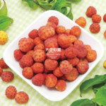 ヤマホウズキの完熟実100個以上 01SEINUYMBS30-01-150x150.jpg