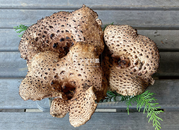 信州八ヶ岳山麓で採取した【天然香茸】300g〜 | 天空彩園