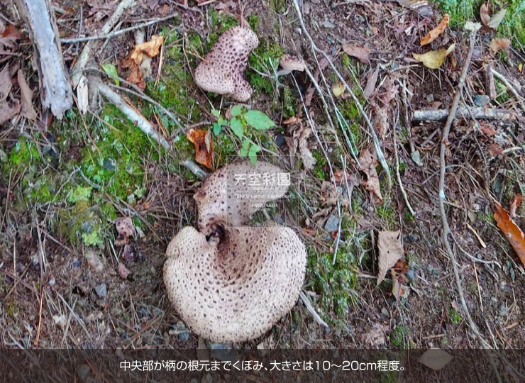 信州八ヶ岳山麓で採取した【天然香茸】300g〜 | 天空彩園