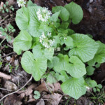 里山の山菜〈苗〉【沢ワサビ】(自生種) | 天空彩園