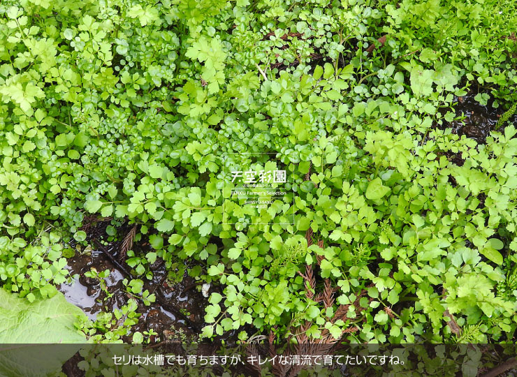 01SEISANSRN-01