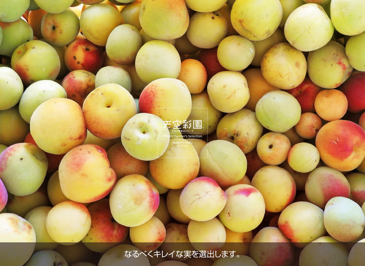 01SEIUMNK2KM-01