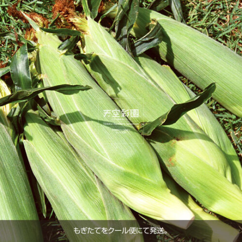 01SEICNGRK5-01