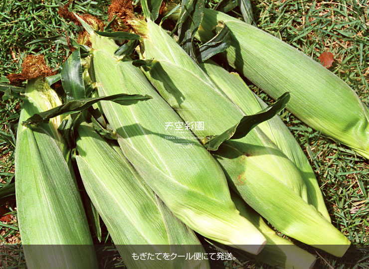 01SEICNGRK5-01